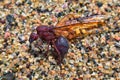 Winged Male Drone Leafcutter ants, macro close up view, dying on beach after mating flight with queen in Puerto Vallarta Mexico. S