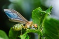 Winged queen ant resting on green leaf: displaying translucent wings Royalty Free Stock Photo