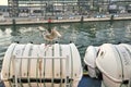 A winged seabird sits on a lifeboat of an ocean liner
