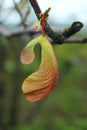 Winged seeds of an ornamental Maple tree, vertical view.