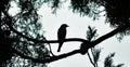 Winged shadow, silhouette of a bird in the branches