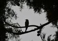 Winged shadow, silhouette of a bird in the branches