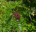 winged, shining, dwarf or flameleaf sumac - Rhus copallinum - green leaves and showy red cluster of ripe berries which persist