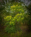 winged, shining, dwarf or flameleaf sumac - Rhus copallinum - green leaves and showy yellow flowers, blooms or blossom that are