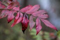 Beautiful Sumac Leaves in Fall Colors Rhus copallinum Royalty Free Stock Photo