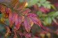 Beautiful Sumac Leaves in Fall Colors Rhus copallinum Royalty Free Stock Photo