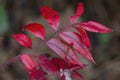 Beautiful Sumac Leaves in Fall Colors Rhus copallinum Royalty Free Stock Photo