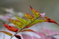 Beautiful Sumac Leaves in Fall Colors Rhus copallinum Royalty Free Stock Photo