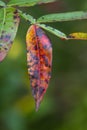 Winged Sumac in Fall Colors Rhus copallinum