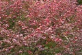 Winged spindle tree with fruits