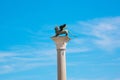 Winged St Mark Lion symbol of Venice