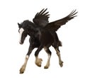 Winged stallion (Pegasus) Royalty Free Stock Photo