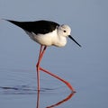 Winged stilt Royalty Free Stock Photo