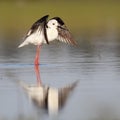 Winged stilt Royalty Free Stock Photo