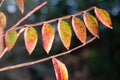Winged sumac in autumn with bright red leaves