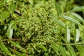 Winged Sumac Leaves and Buds - Rhus copallinum