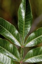 Winged Sumac 602184