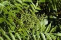 Winged Sumac Leaves and Buds - Rhus copallinum
