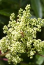 Winged Sumac Rhus copallinum Wildflowers with Bee