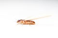 Winged Termites Royalty Free Stock Photo