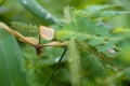 Winged termites are trapped on wet leaves Royalty Free Stock Photo