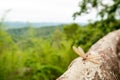 An Winged Termites