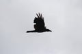 Winged up crow on wind. Flying high blacky, flawless side click of a soaring forward bird. Wings seems wide open with fathers flaw
