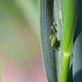 Wingless aphids colony on winter cereals in autumn.