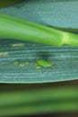 Wingless aphids colony on winter cereals in autumn. Royalty Free Stock Photo