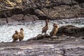 Wingless Cormorants in the Galapagos Islands