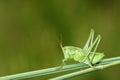 Wingless longhorned grasshopper Royalty Free Stock Photo