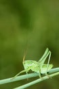 Wingless longhorned grasshopper Royalty Free Stock Photo