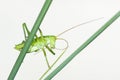 Wingless longhorned grasshopper Royalty Free Stock Photo