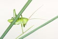 Wingless longhorned grasshopper Royalty Free Stock Photo