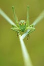 Wingless longhorned grasshopper Royalty Free Stock Photo