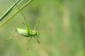 Wingless longhorned grasshopper Royalty Free Stock Photo