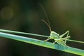 Wingless longhorned grasshopper nymph