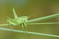 Wingless longhorned grasshopper Royalty Free Stock Photo