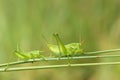 Wingless longhorned grasshopper Royalty Free Stock Photo