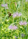 With wings beating at 70 beats per second, a Hummingbird Clearwing moth feeds on the flowers of a Butterfly weed Royalty Free Stock Photo