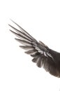 Wings of bird on white background Royalty Free Stock Photo