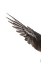 Wings of bird on white background Royalty Free Stock Photo