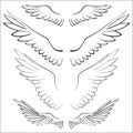 Wings, birds, vector illustration