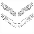 Wings, birds, vector illustration