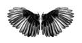 Wings of birds on white background Royalty Free Stock Photo