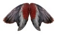 Wings of birds on white bacground Royalty Free Stock Photo