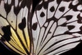 Wings of a bright tropical butterfly texture background close-up.  Beautiful black and white butterfly wings. Idea leuconoe. Rice Royalty Free Stock Photo