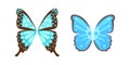 Wings butterfly animal feather pinion blue freedom flight and natural hawk life peace design flying element