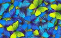 Wings of a butterfly Morpho. Flight of bright blue and yellow butterflies abstract background. Royalty Free Stock Photo
