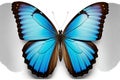 Wings of a butterfly Morpho. Morpho butterfly wings isolated on a white background Royalty Free Stock Photo